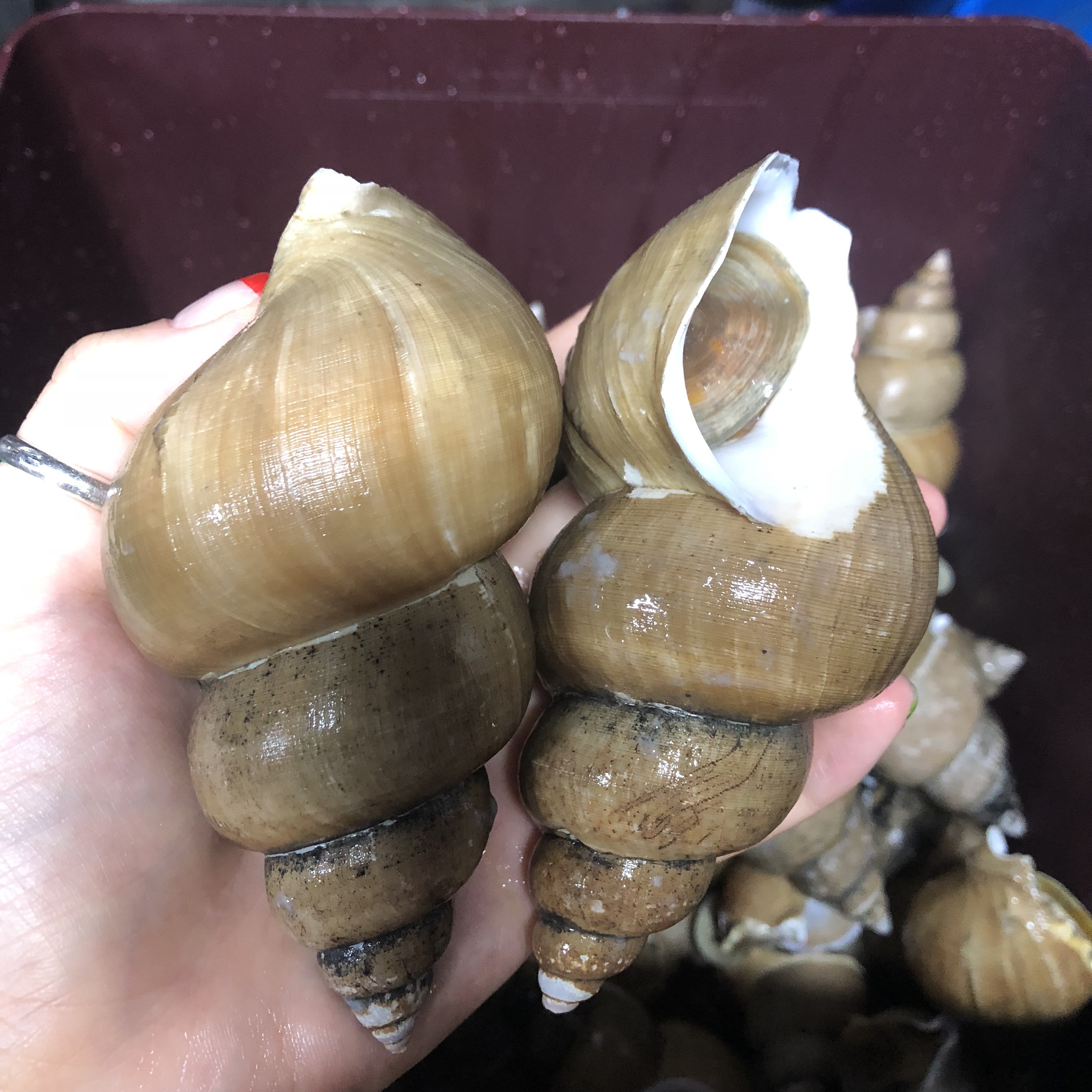 황골뱅이 삼덕점 3