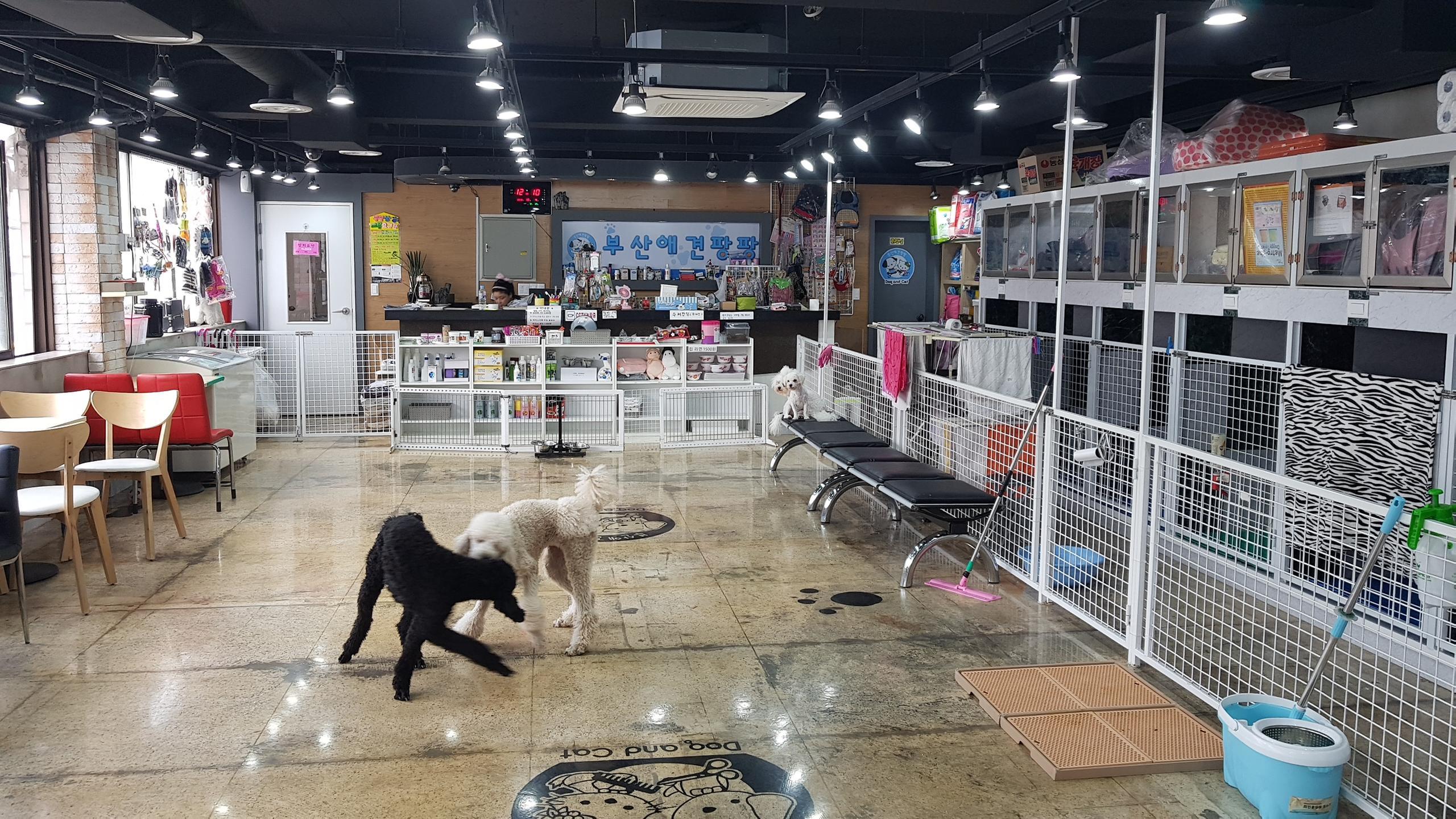 부산애견팡팡