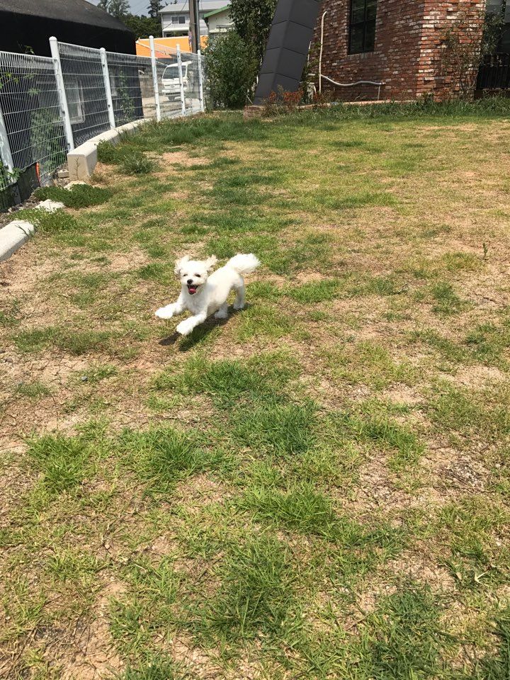 애견카페왕 애견유치원,애견호텔 사진 2