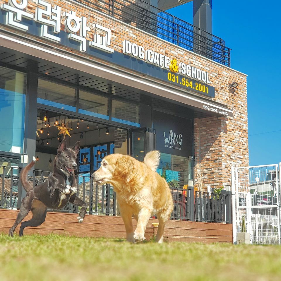 애견카페왕 애견유치원,애견호텔 사진 1
