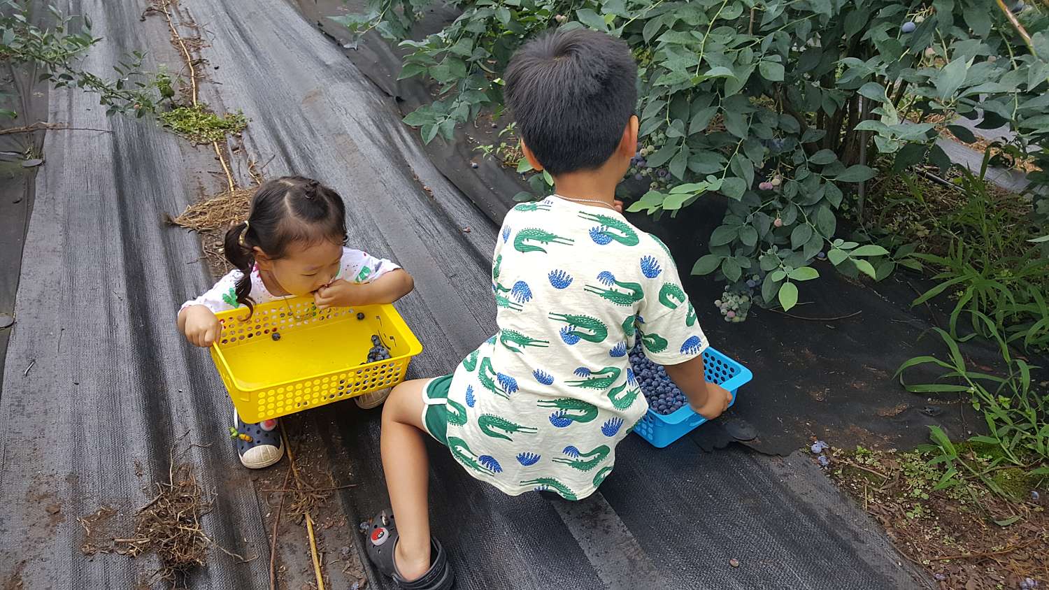 제주유기농마을 이미지