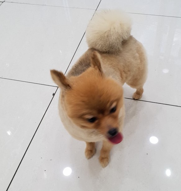 도그넷 애견미용실 대표 이미지