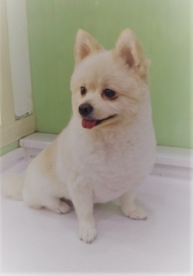 도그넷 대표 이미지