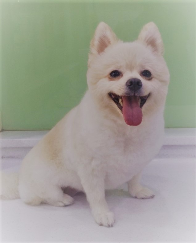 도그넷 애견미용실 대표 이미지