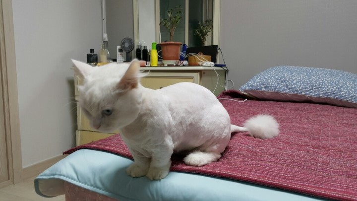 도그넷 애견미용실 대표 이미지