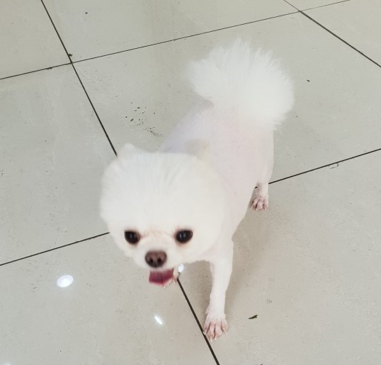 도그넷 애견미용실 대표 이미지