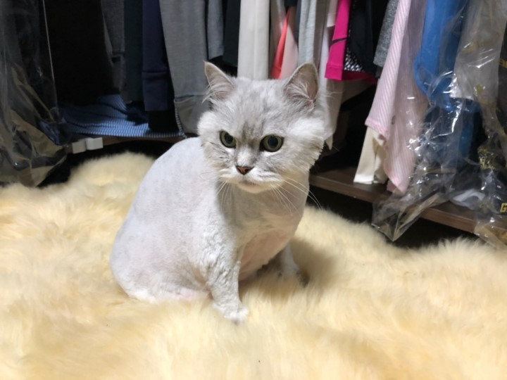 도그넷 애견미용실 대표 이미지