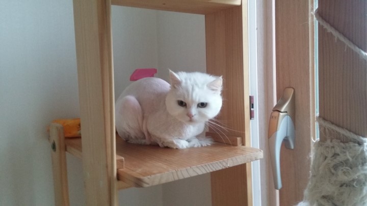 도그넷 애견미용실 대표 이미지