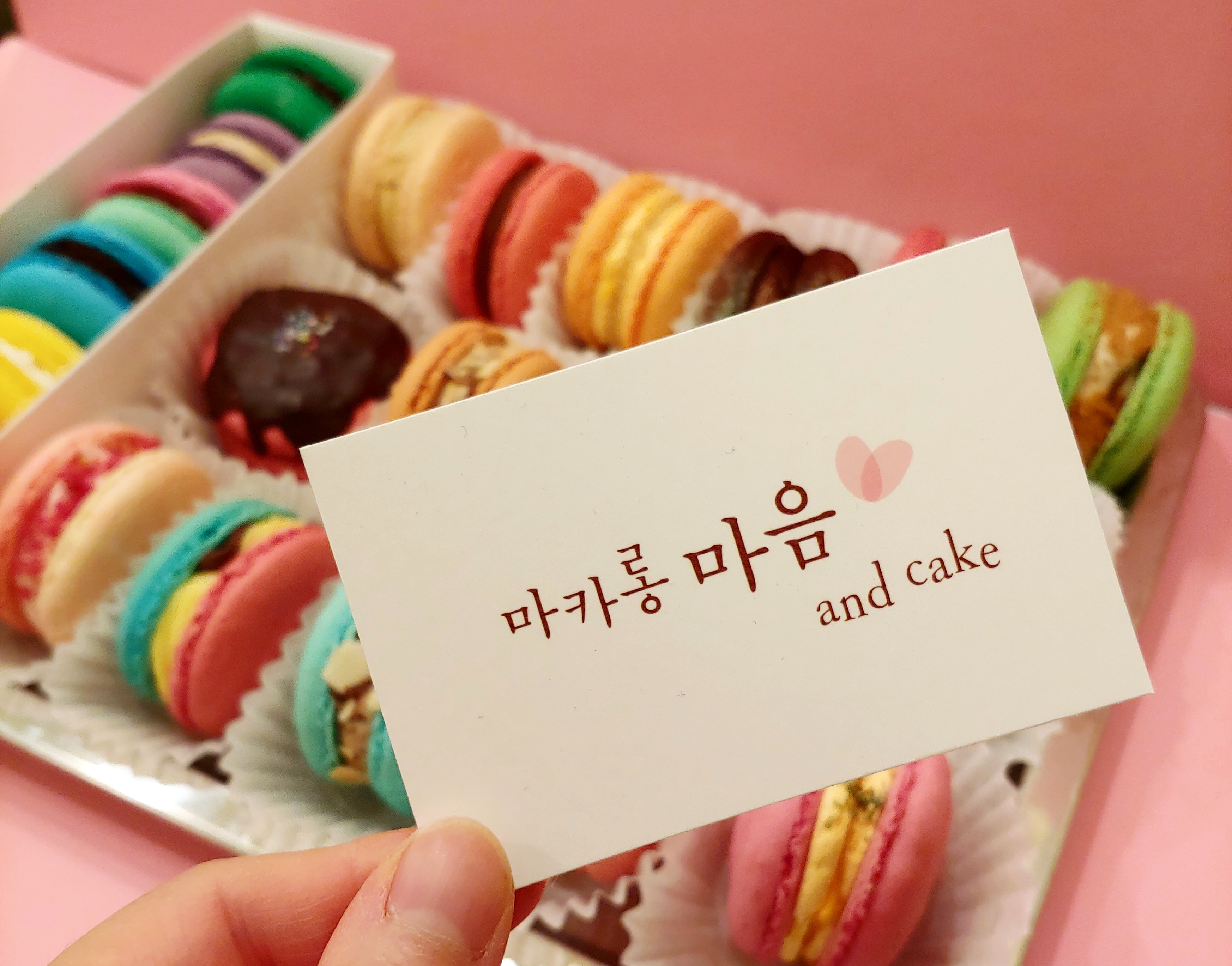 마카롱마음 강원 애견맛집