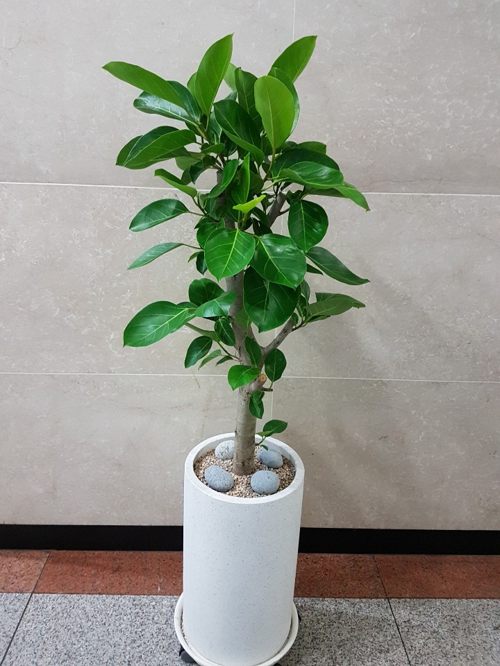 동탄꽃집 동탄산내들화원