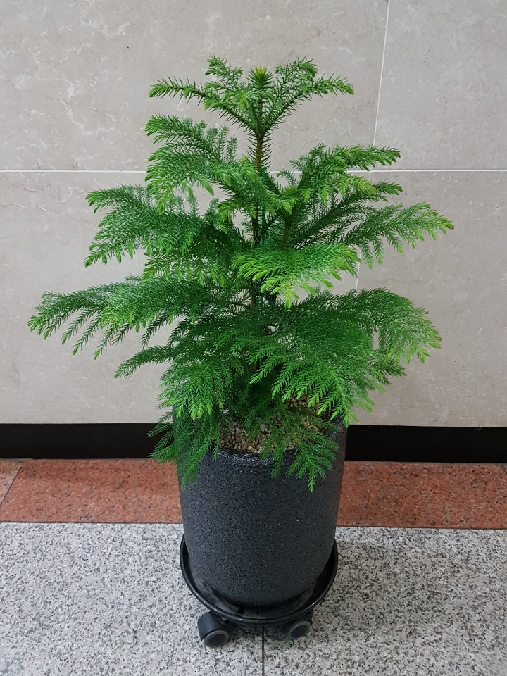 동탄꽃집 동탄산내들화원