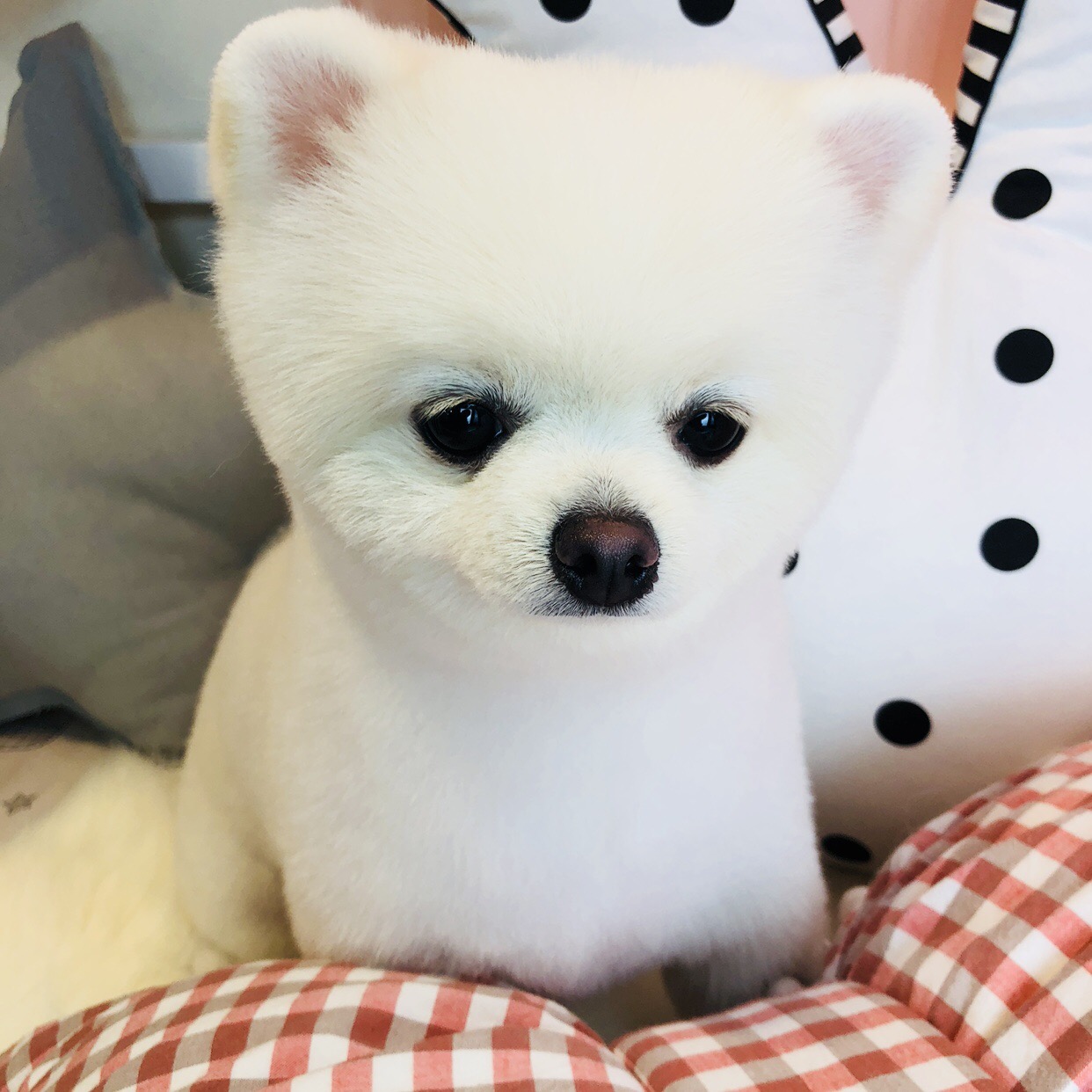 플러피 대표 이미지
