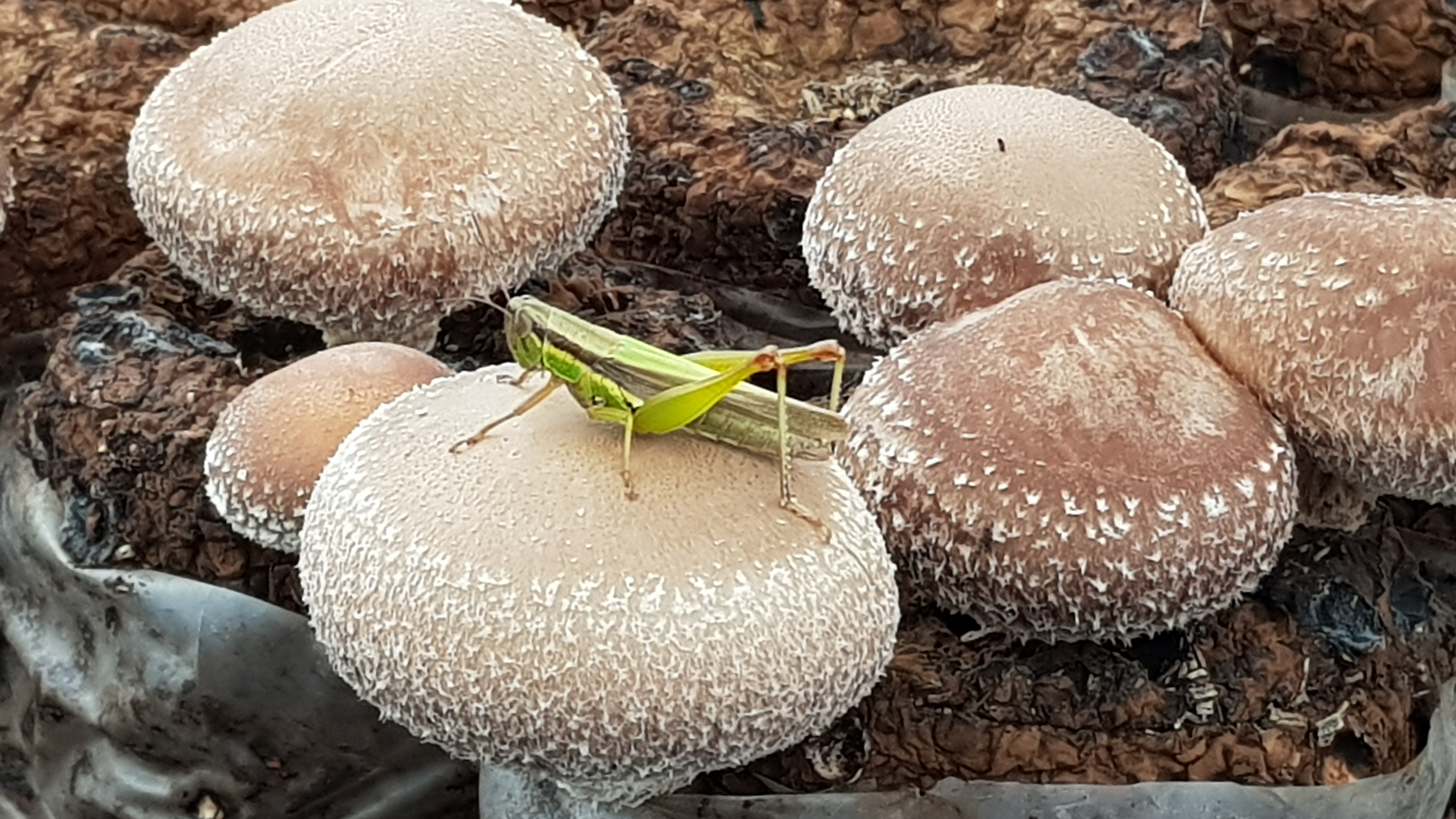 도고농산
