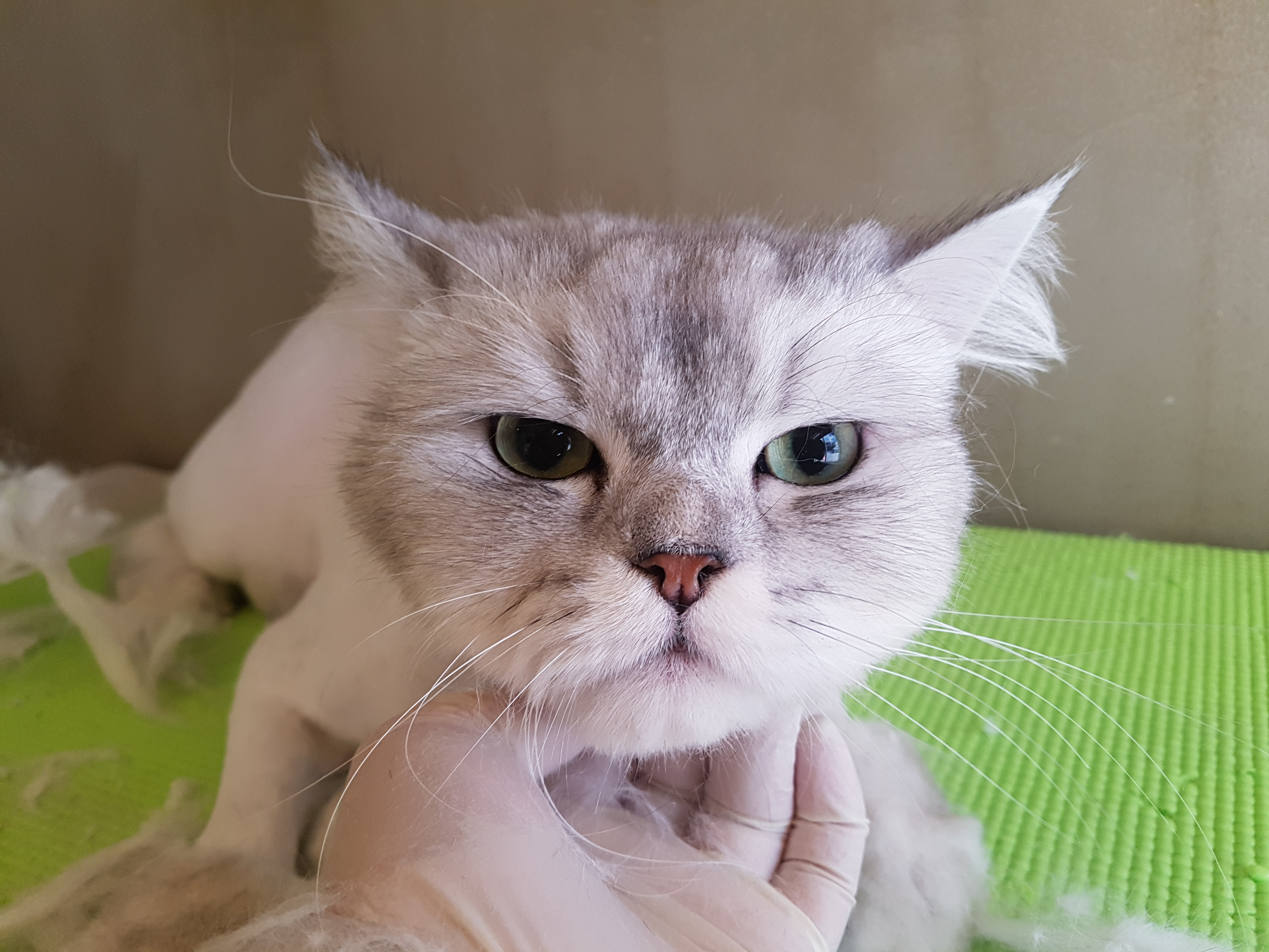 캣존 대표 이미지