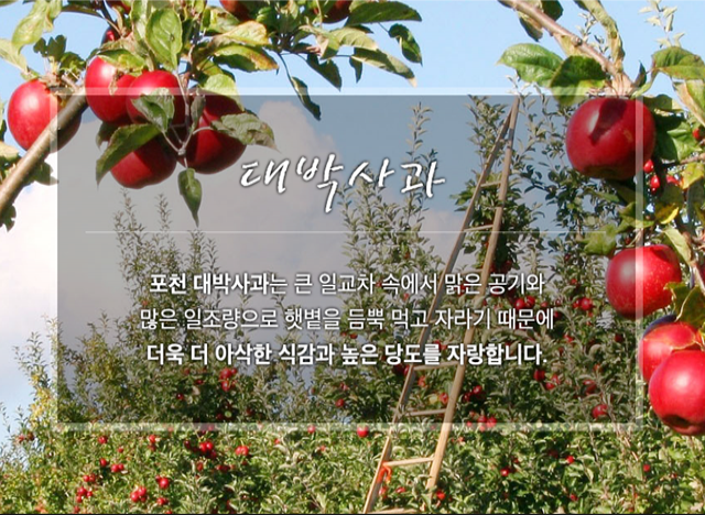 대박사과농원