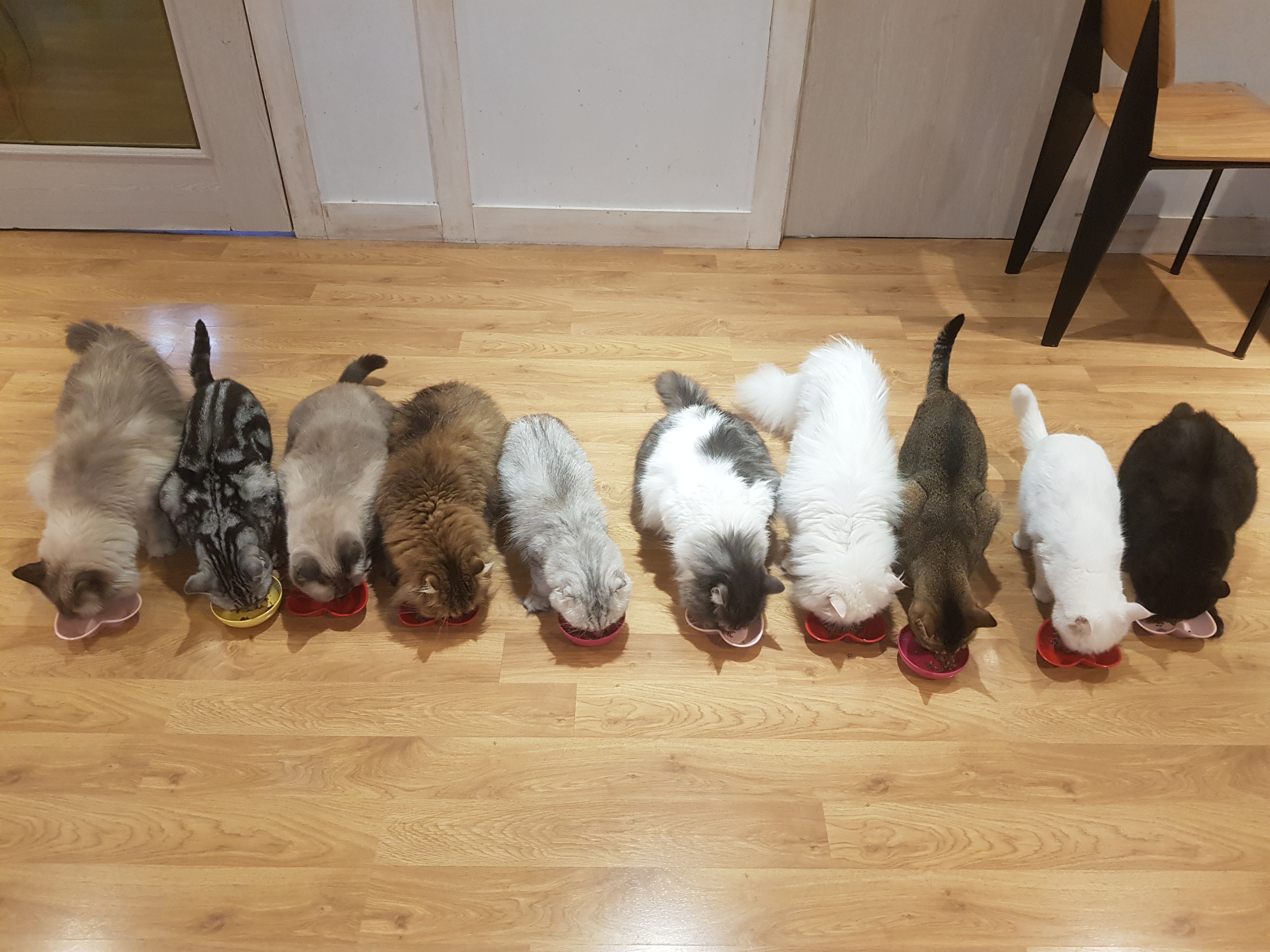 양이양이