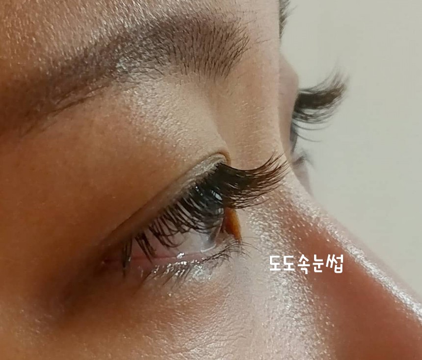 도도속눈썹