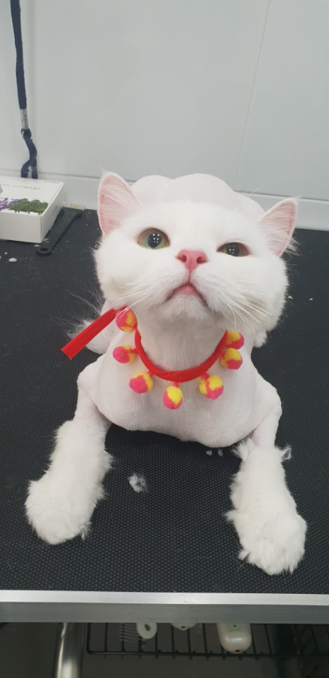 이층집고양이