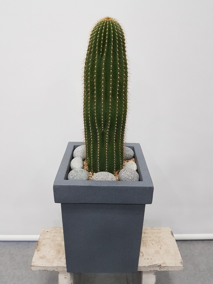 동탄꽃집 동탄산내들화원