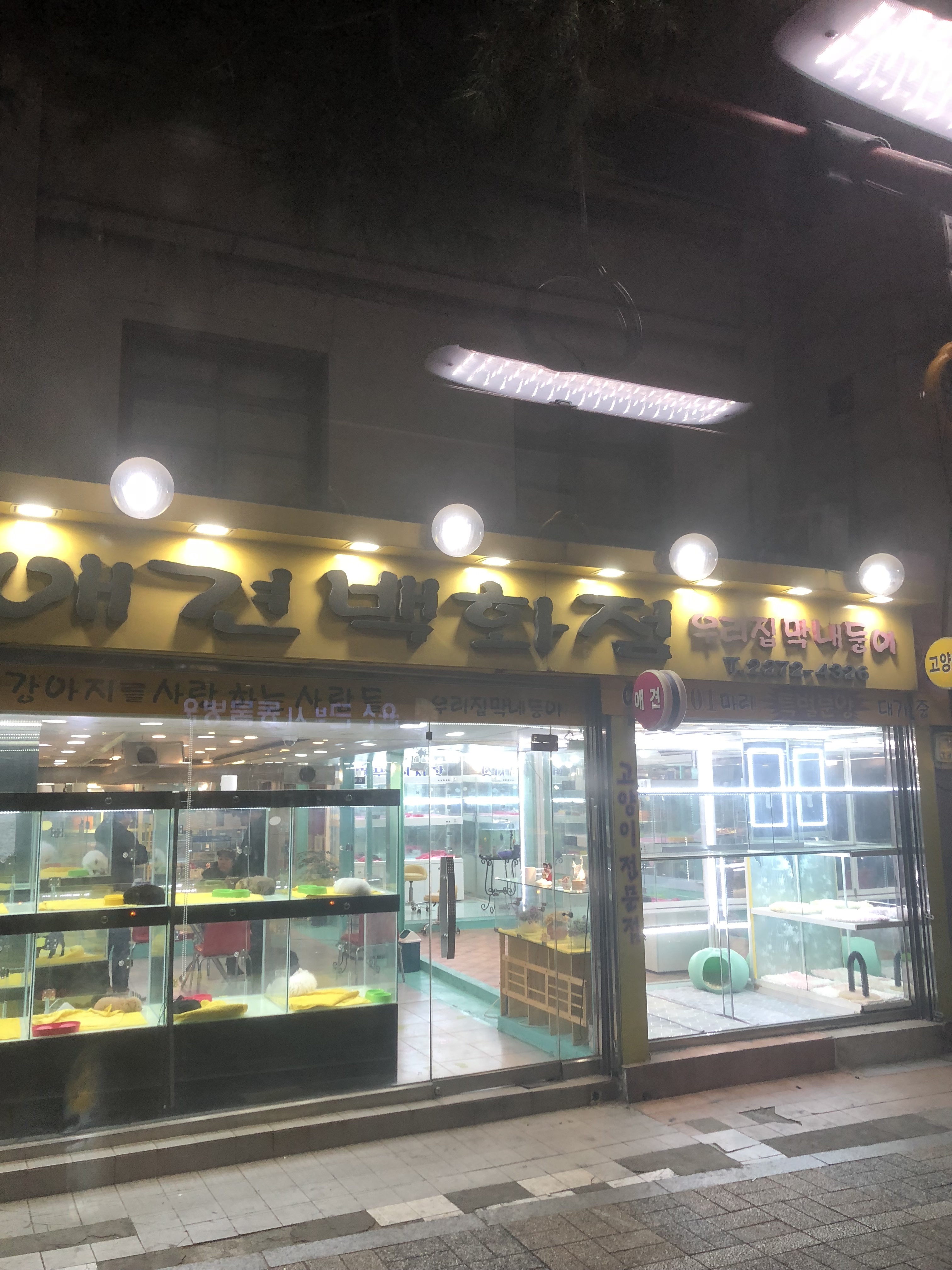 애견백화점우리집막내둥이