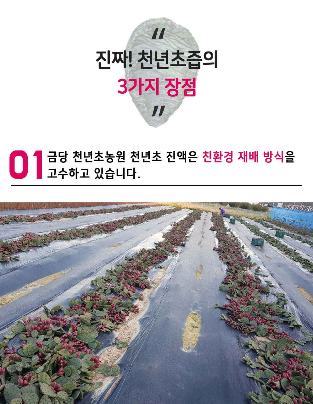 금당천년초농원
