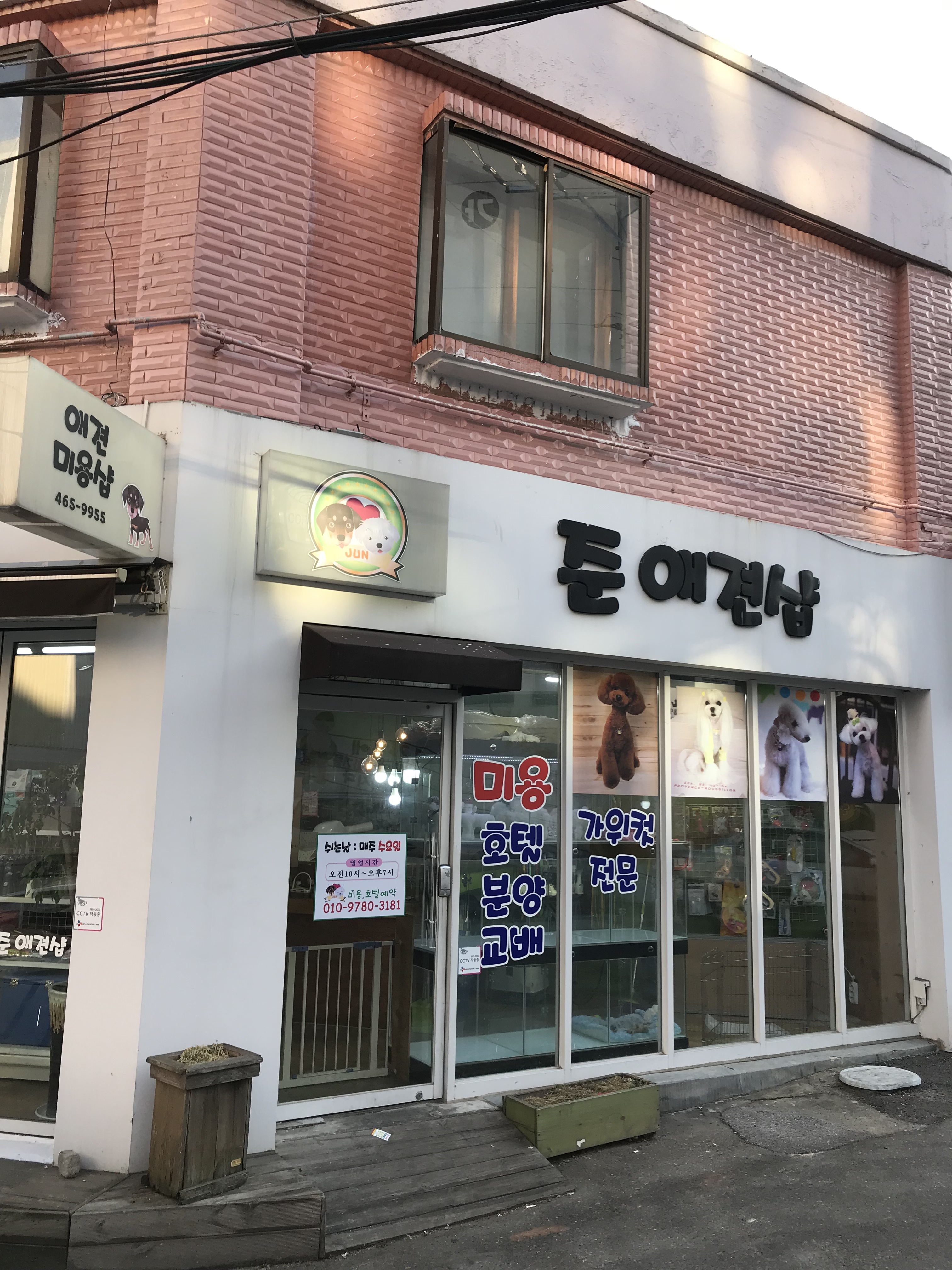 준애견샵 대표 이미지