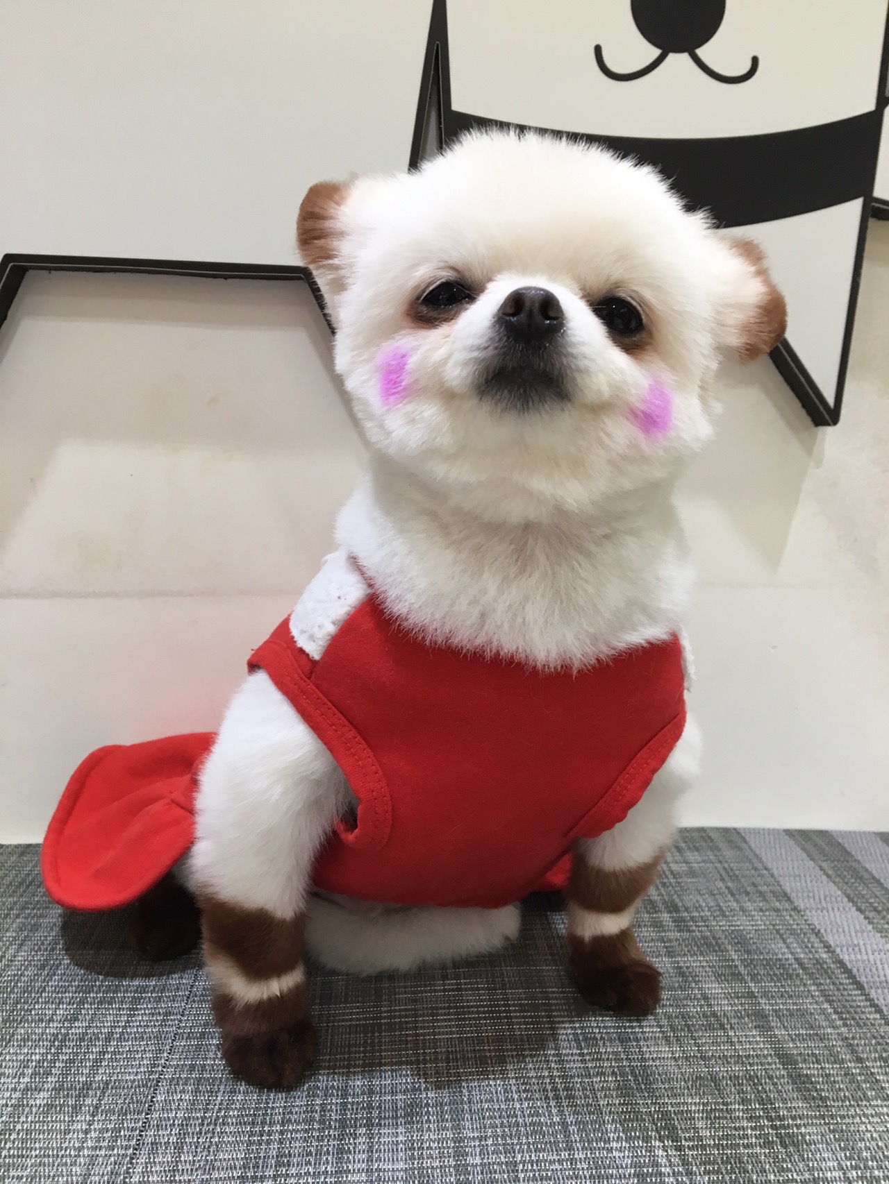 멍뭉몽 애견카페 사진 5