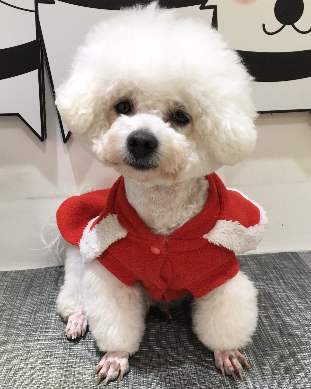 멍뭉몽애견카페&미용 대표 이미지