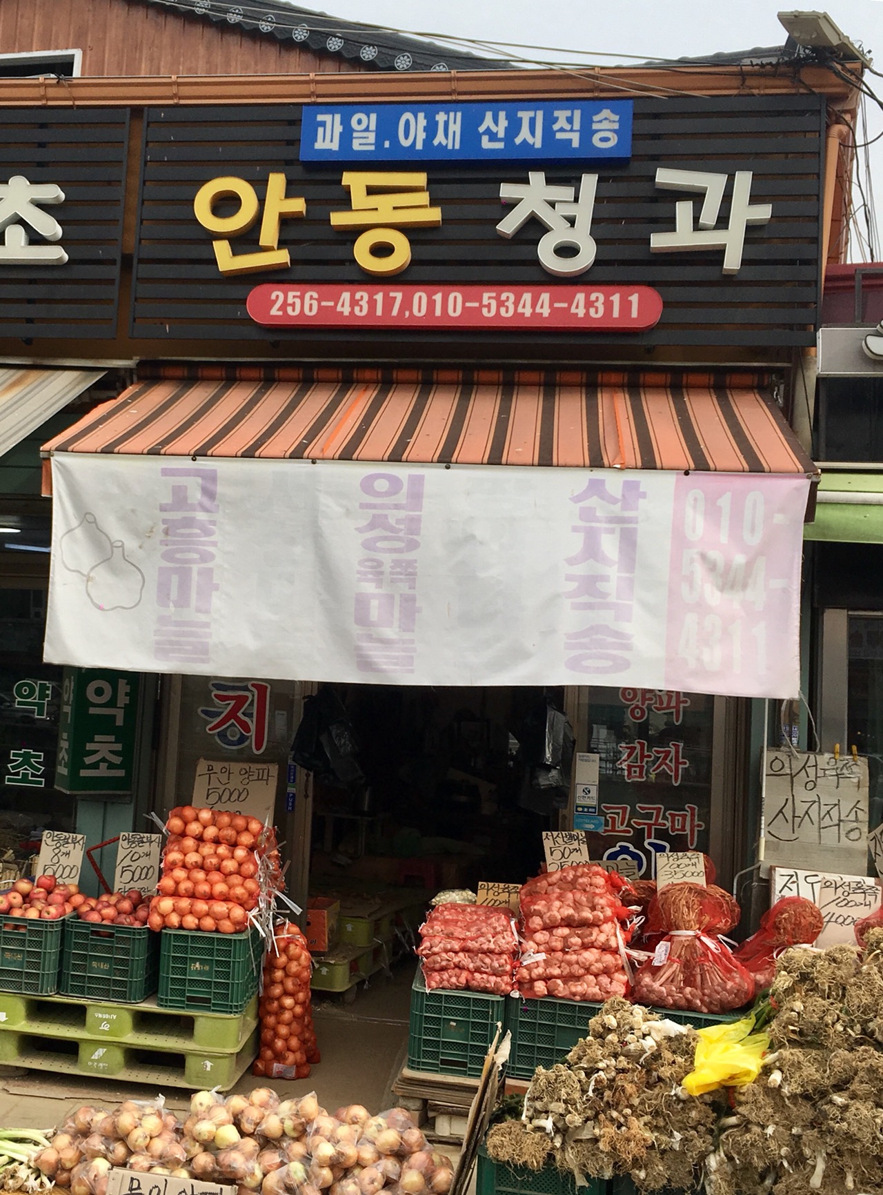 안동청과