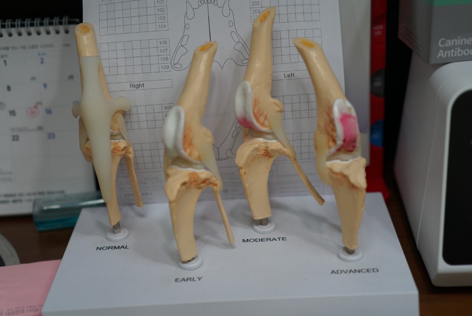 웰케어동물병원 이미지