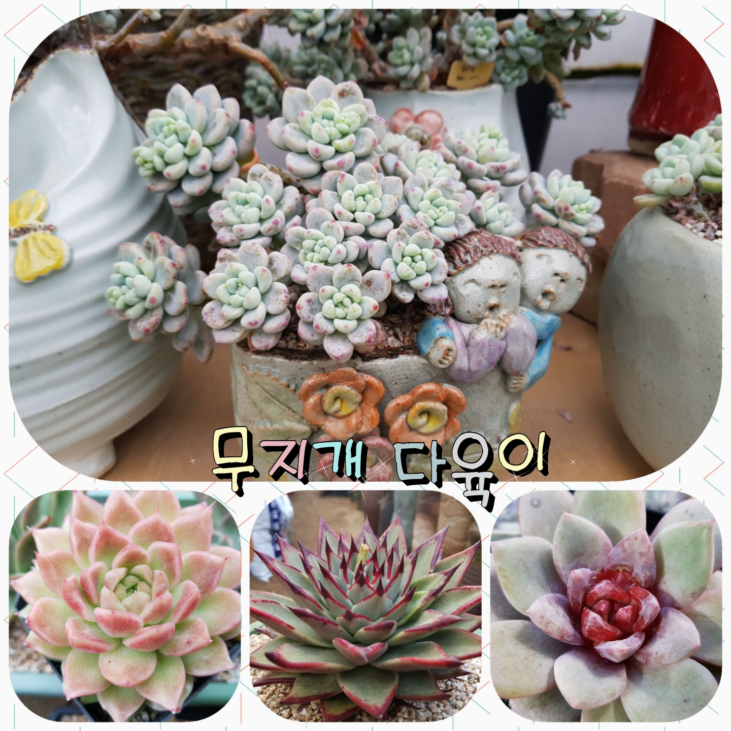 무지개 다육이