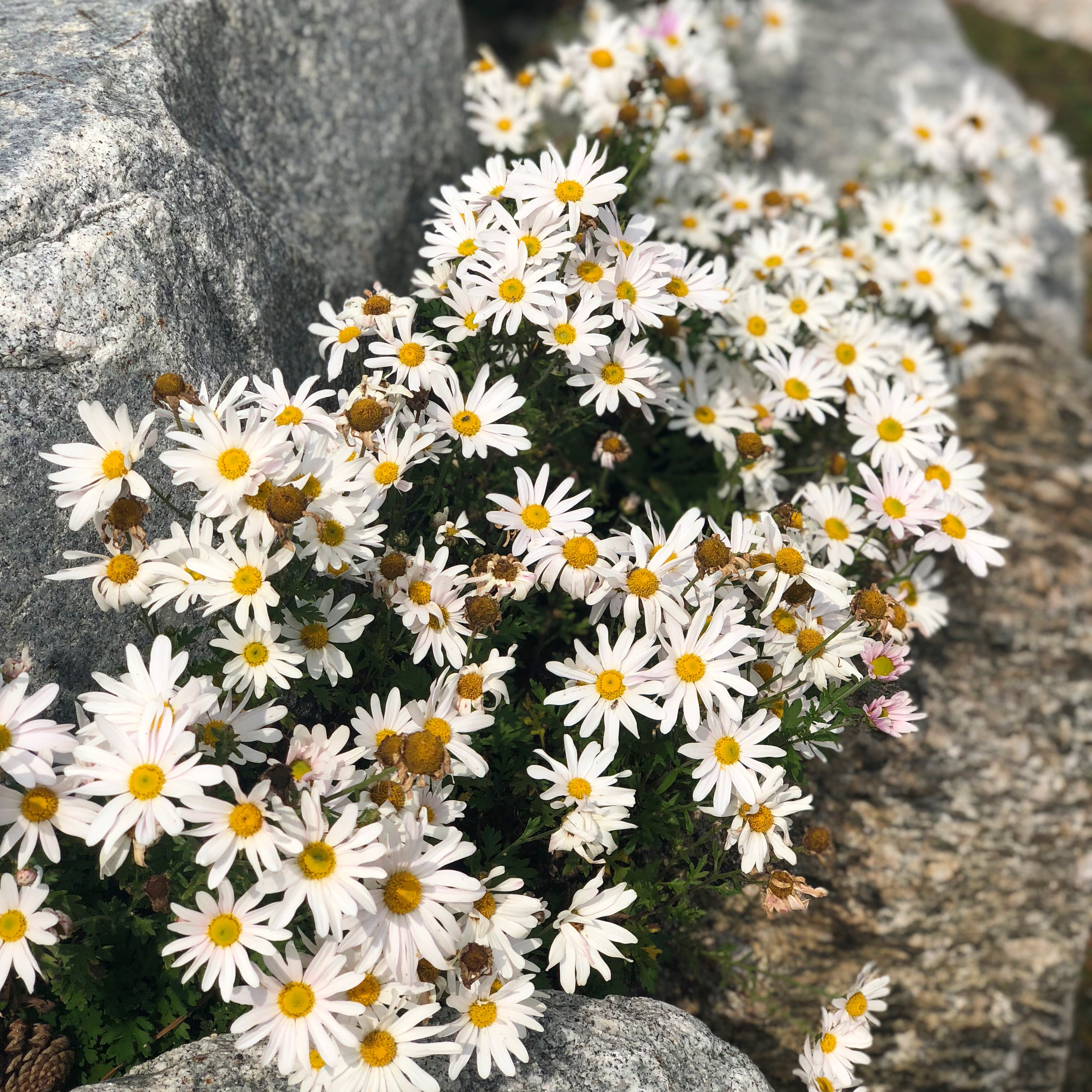 꽃나라농원