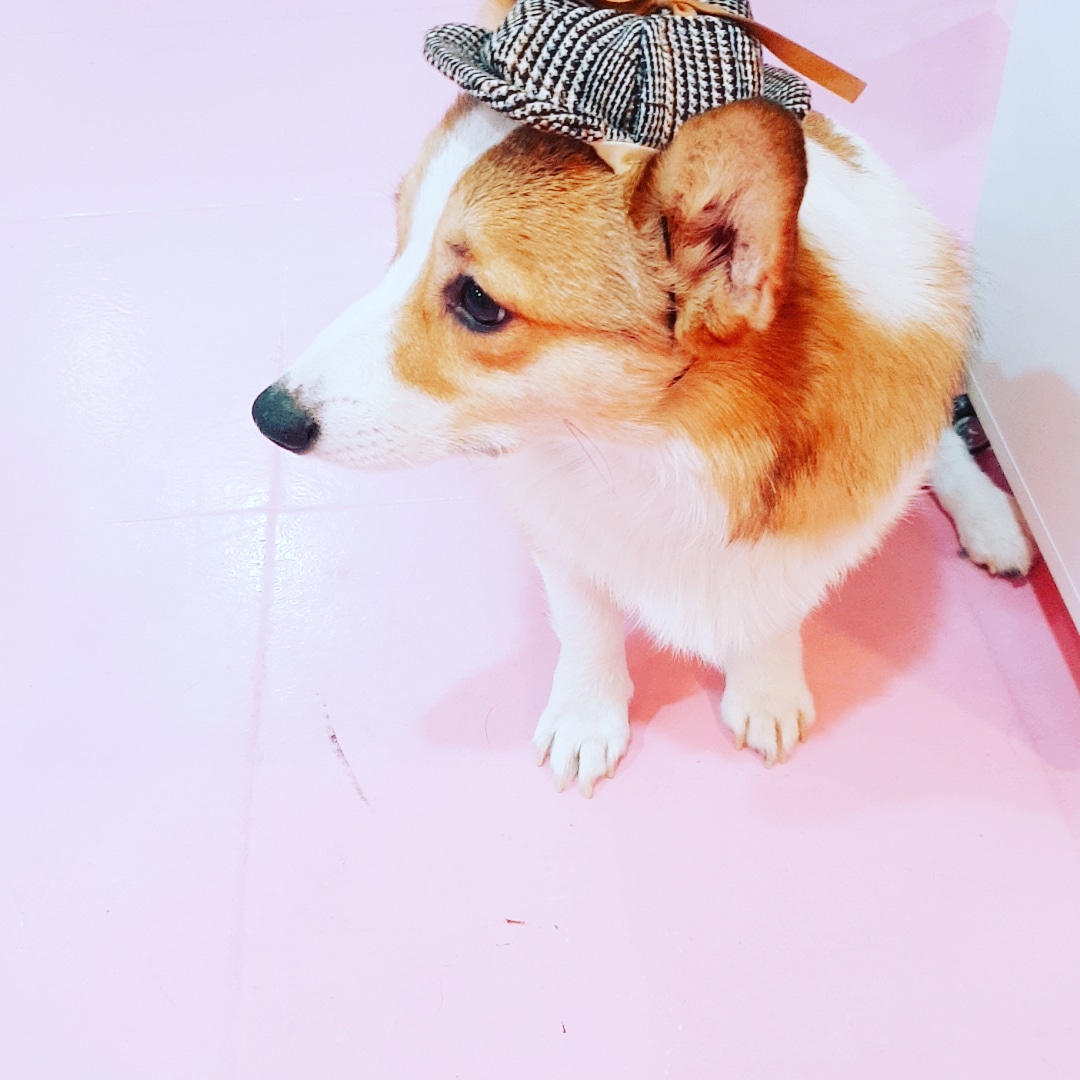 이미지