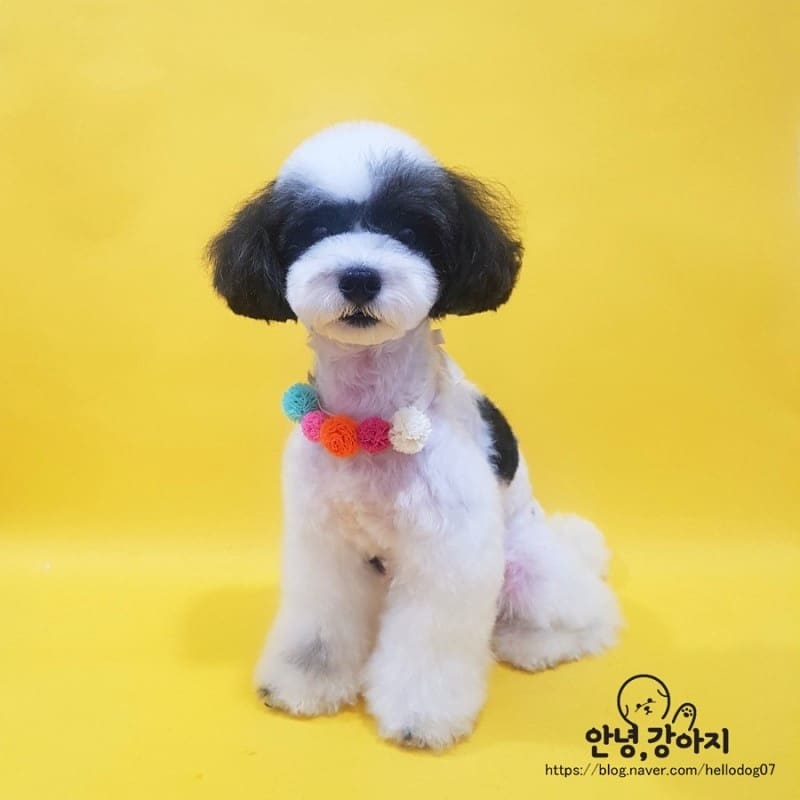 안녕강아지 대표 이미지