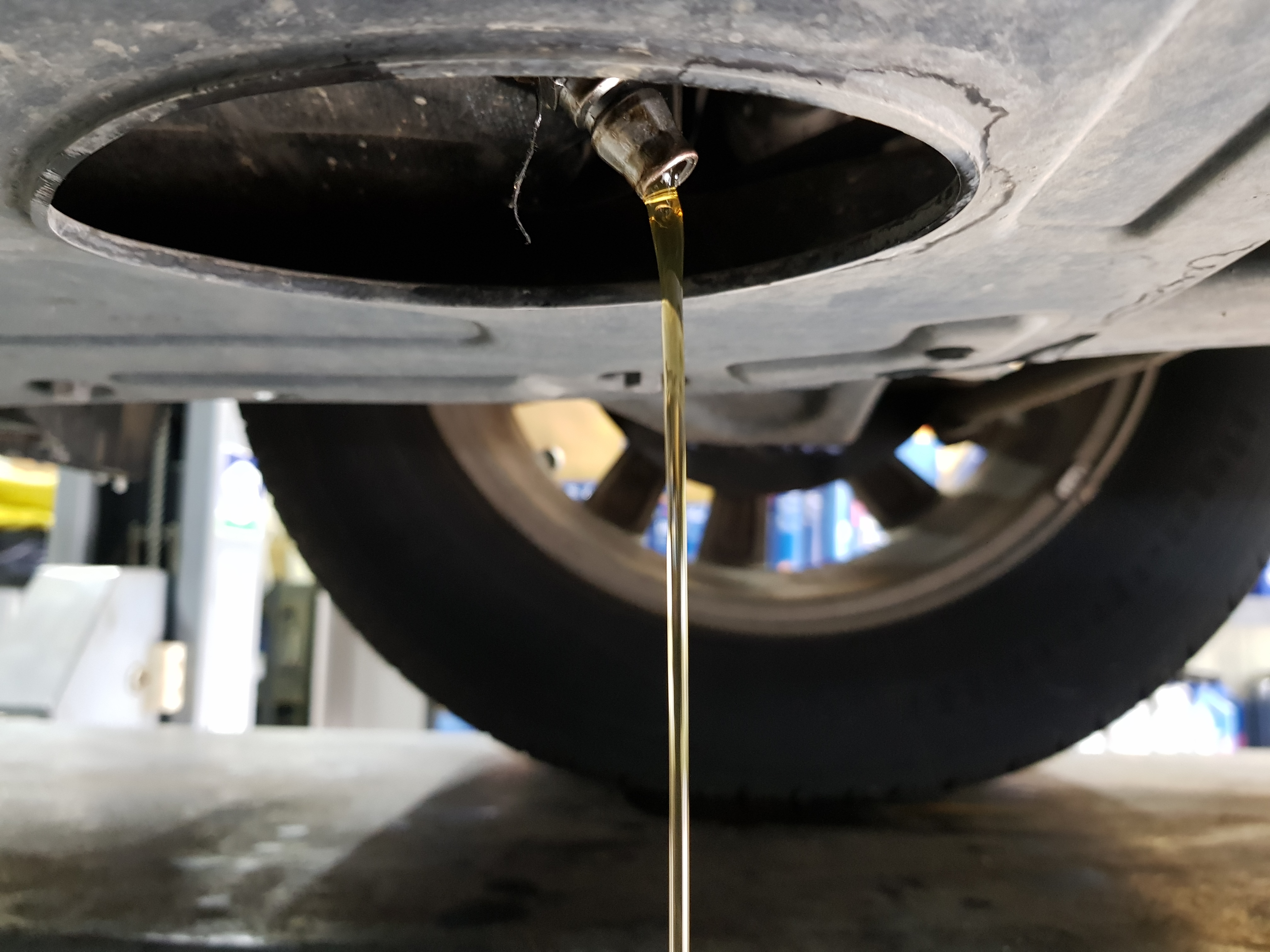 곰스오일 대표 이미지