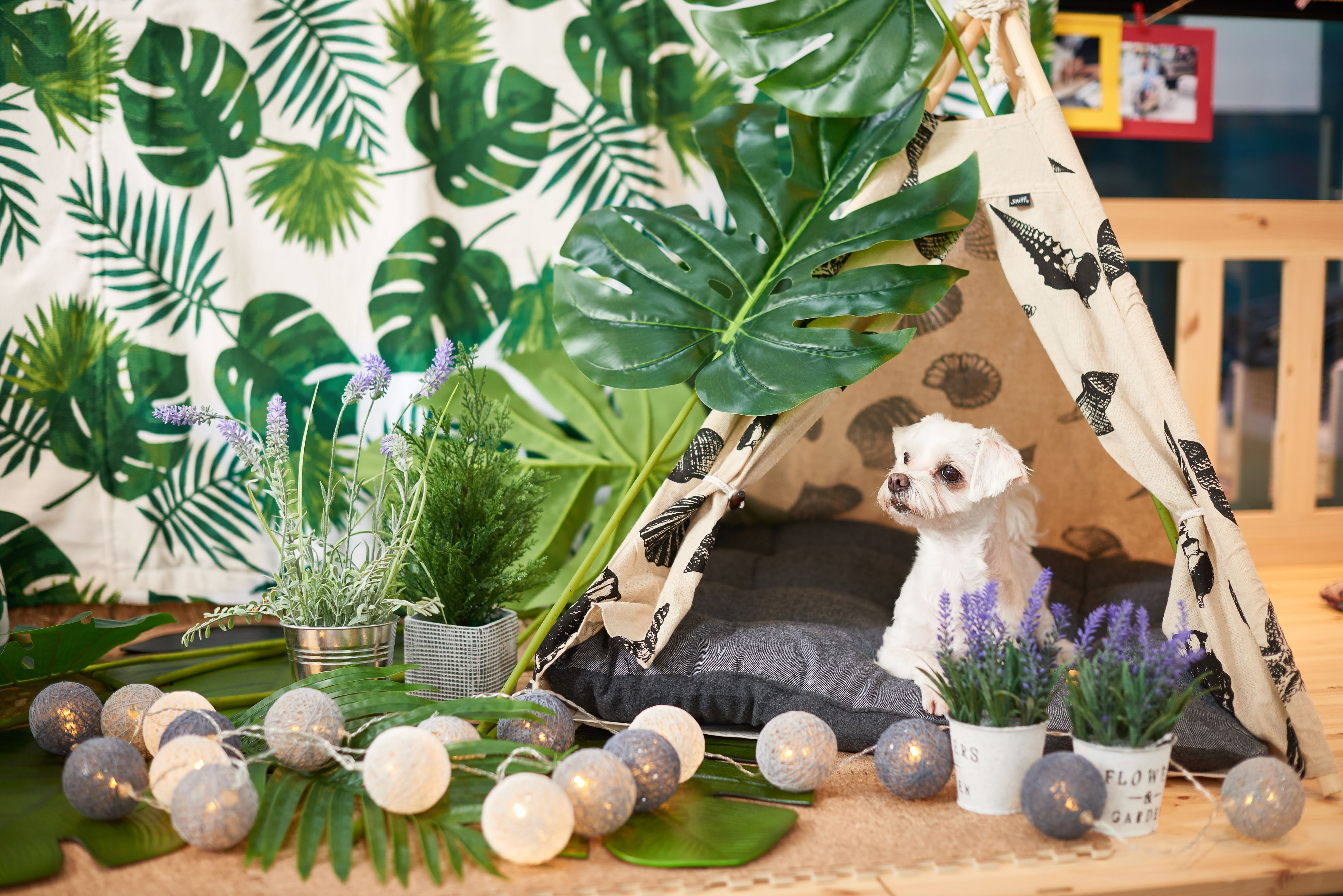 더펫하우스 협동조합 대표 이미지