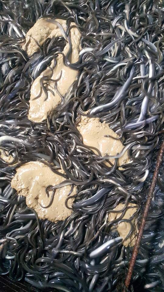 백두수산장어