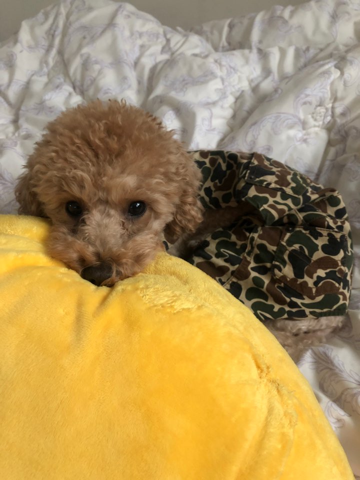 바르다펫 장안점 대표 이미지