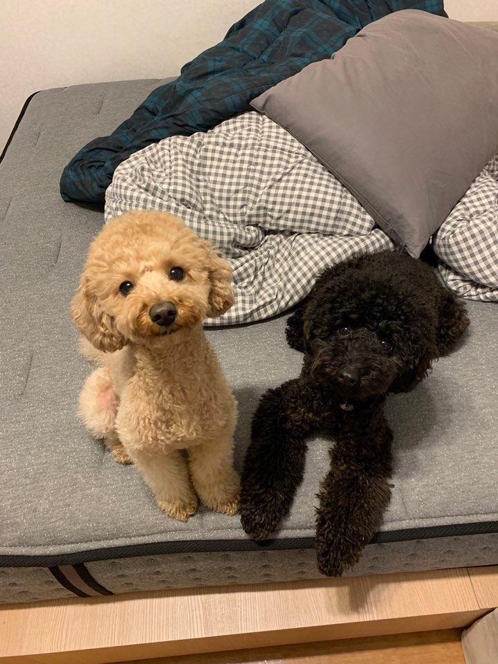 바르다펫 장안점 대표 이미지