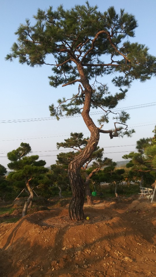푸른농원