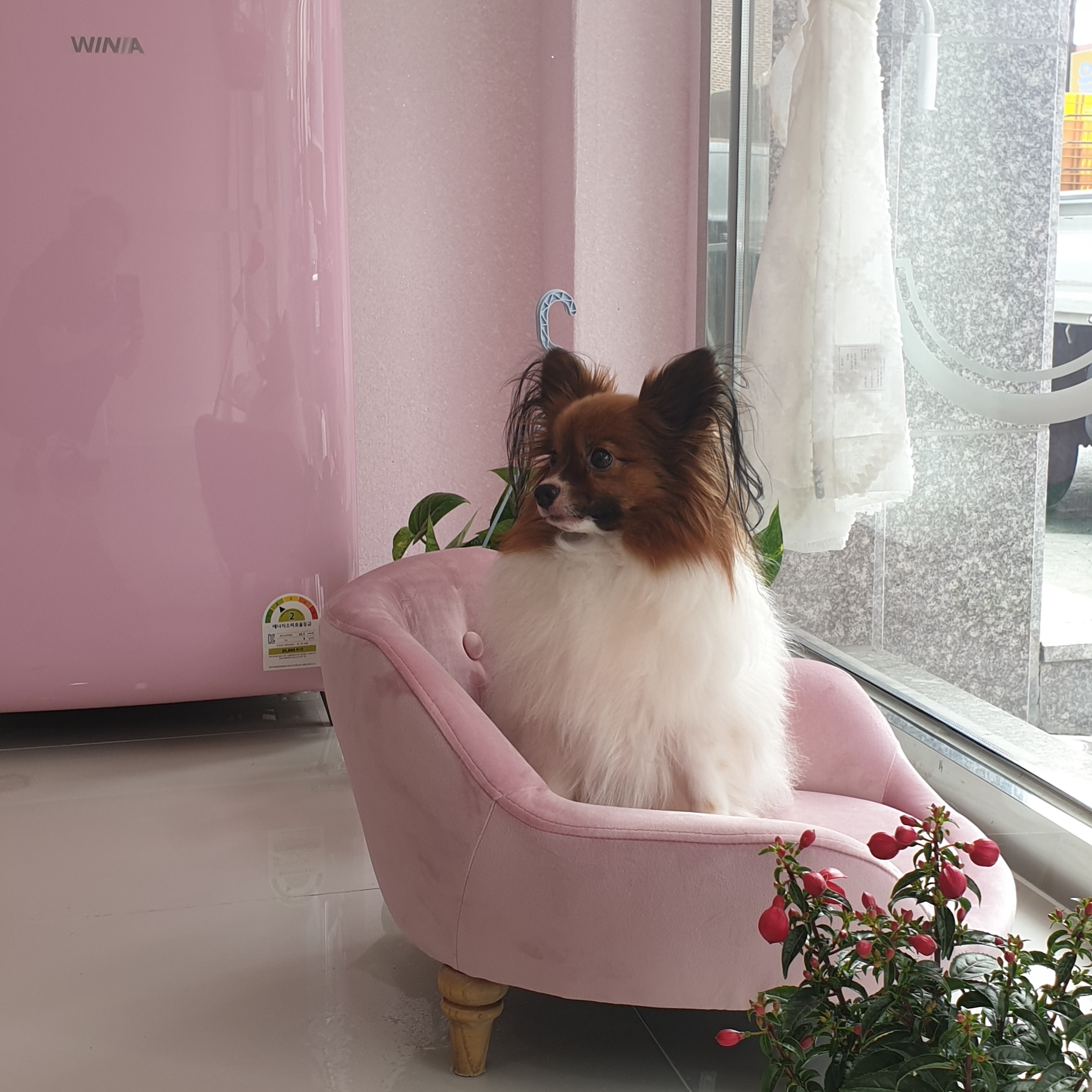 강아지미용실 대표 이미지