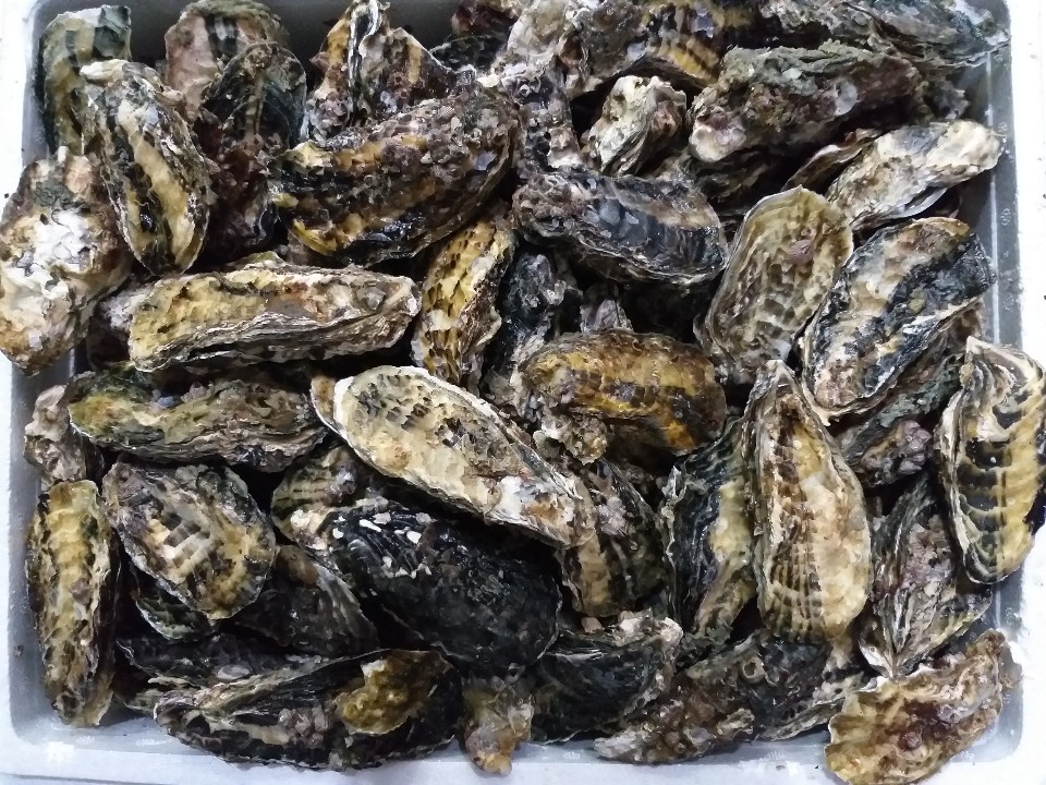 통영새벽수산