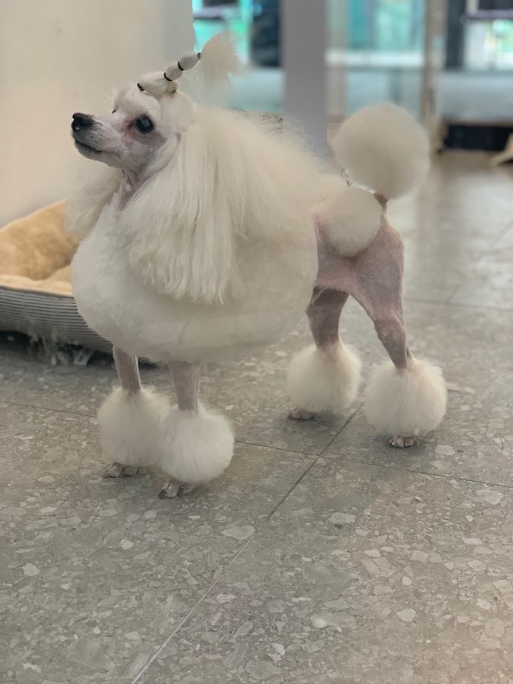 도그마펫살롱 대표 이미지