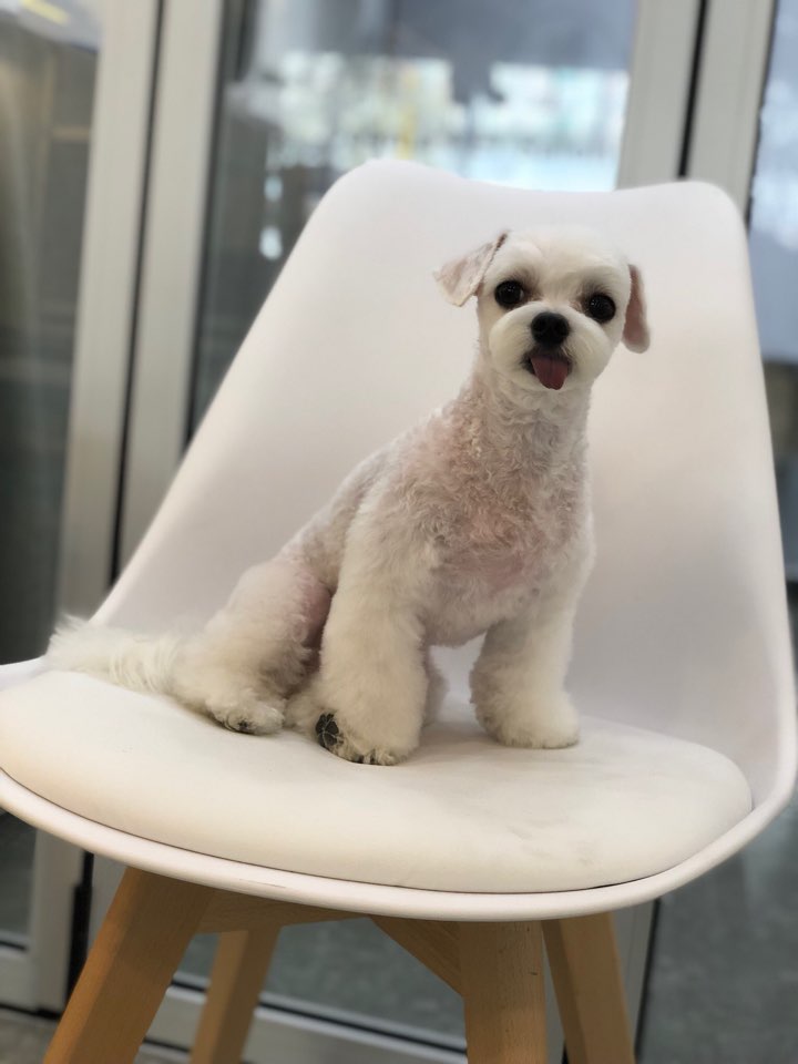 도그마펫살롱 대표 이미지