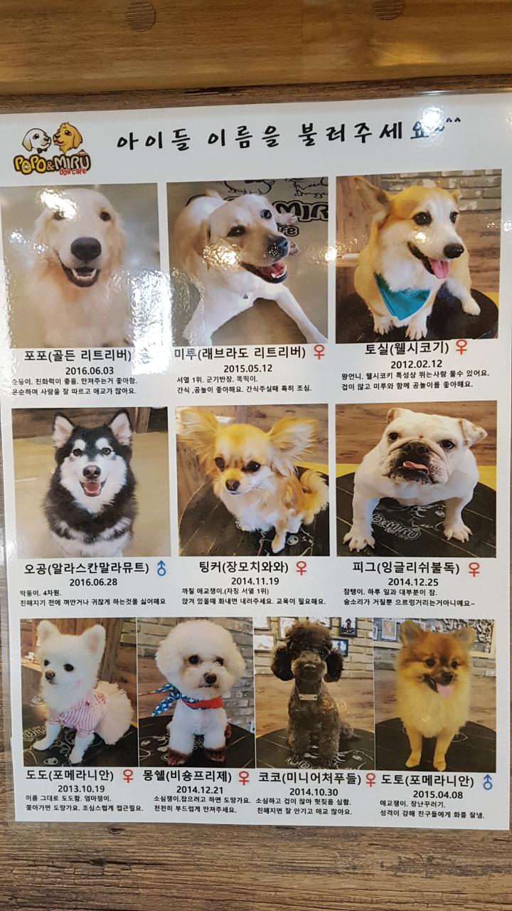 포포앤미루 서울 애견맛집