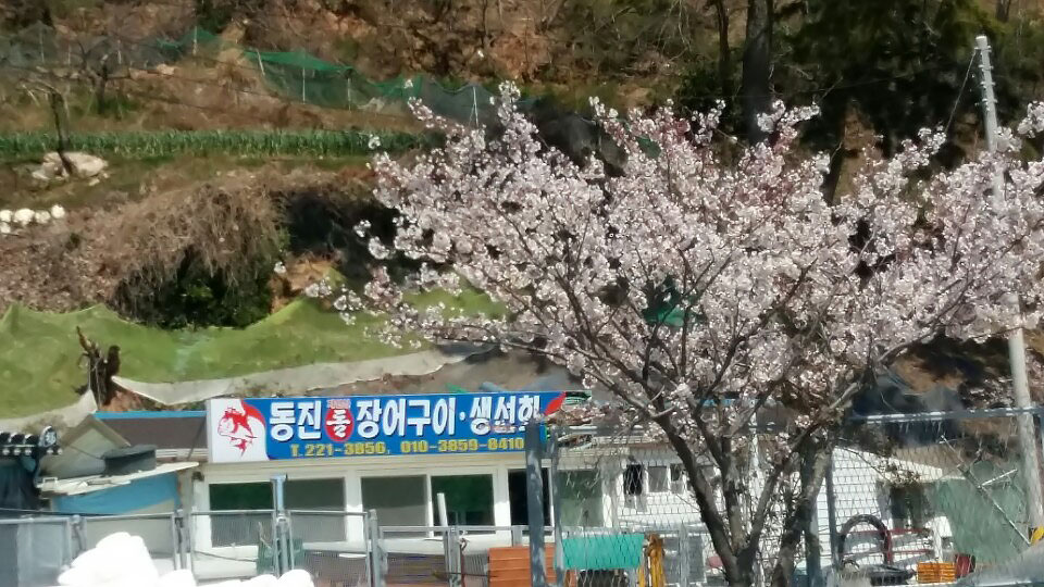 동진돌장어 설명사진