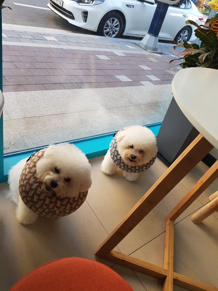 써니펫시터 대표 이미지