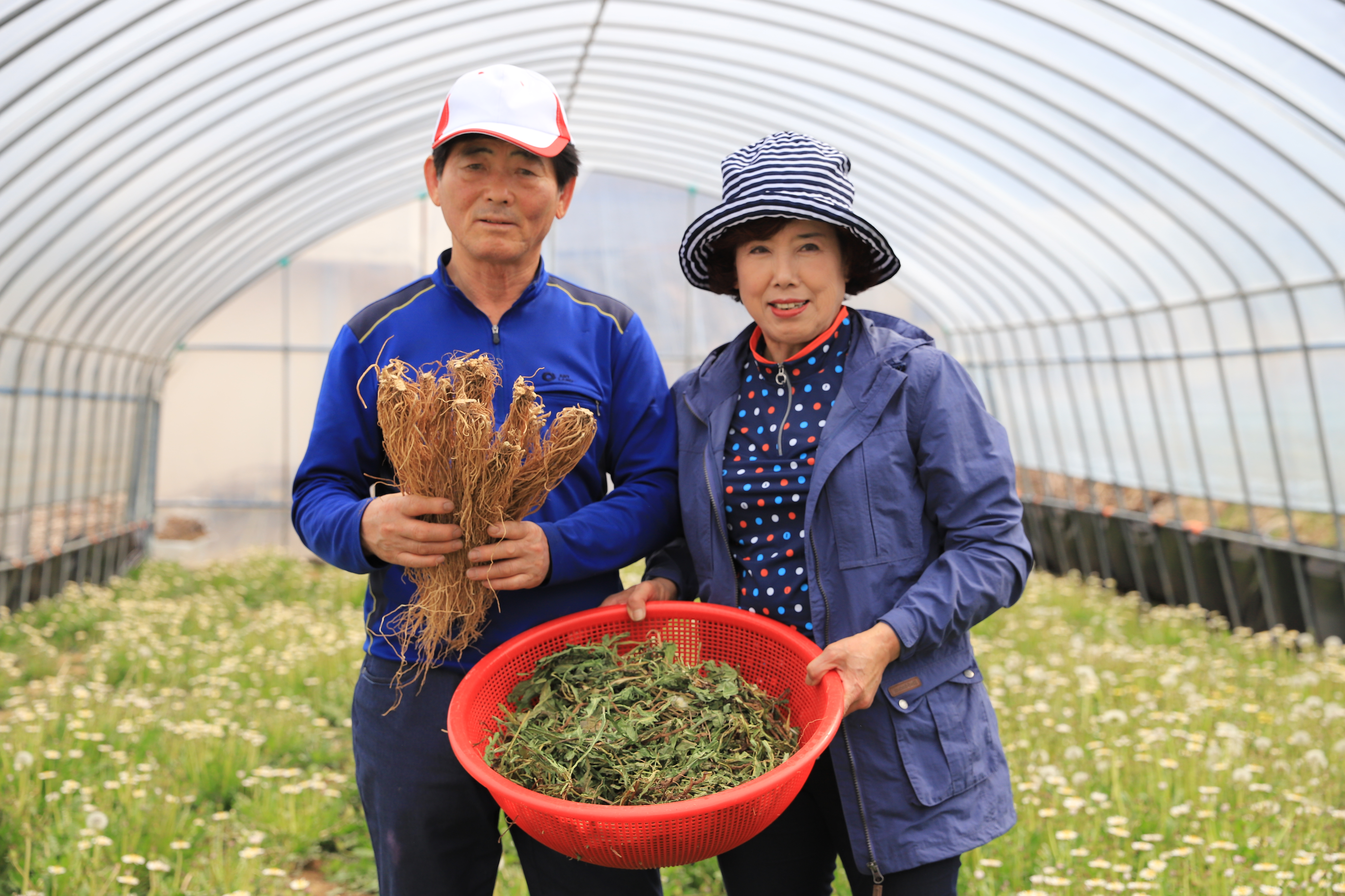 하얀민들레건강원