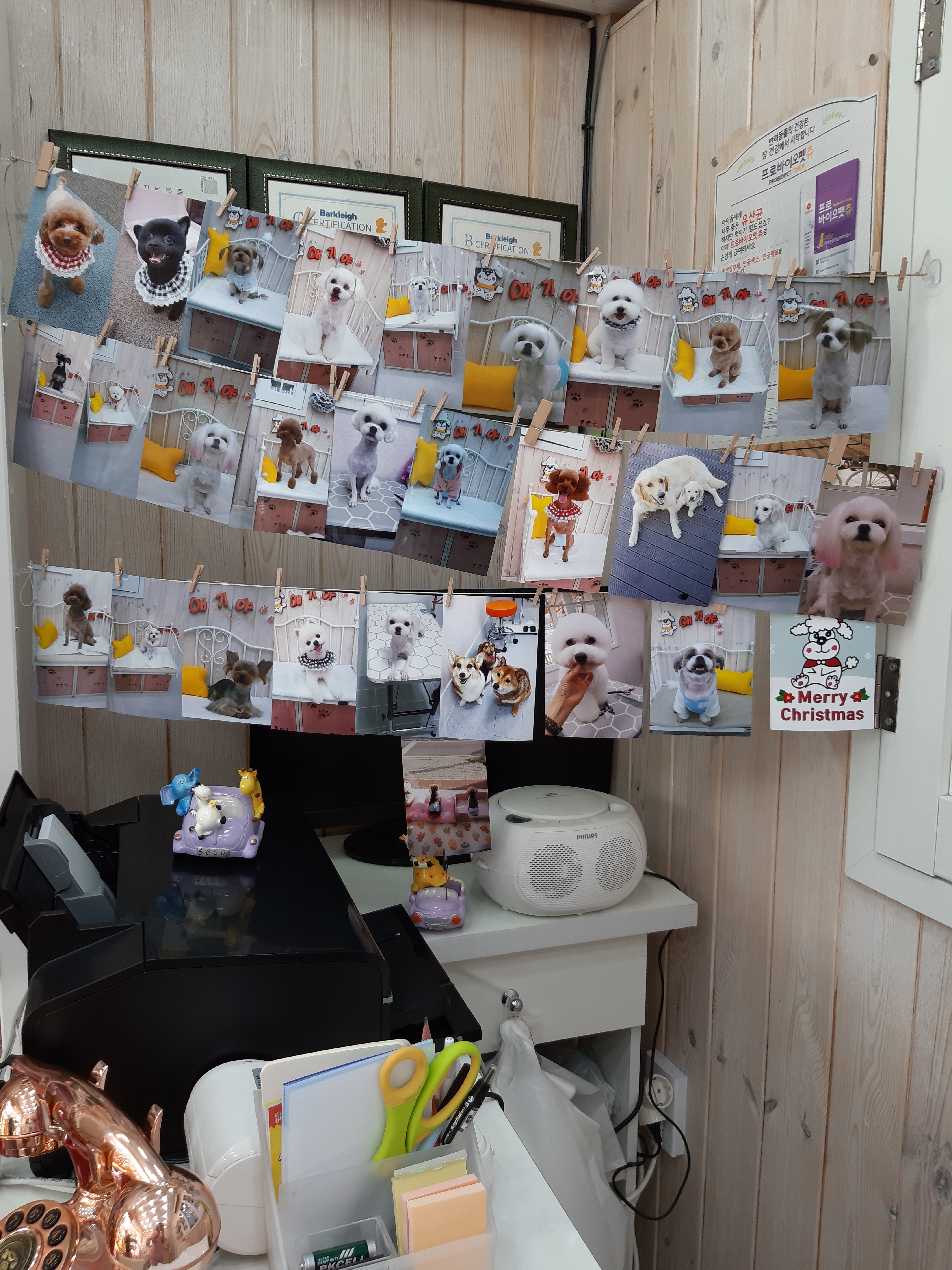 애기야 애견미용실 대표 이미지