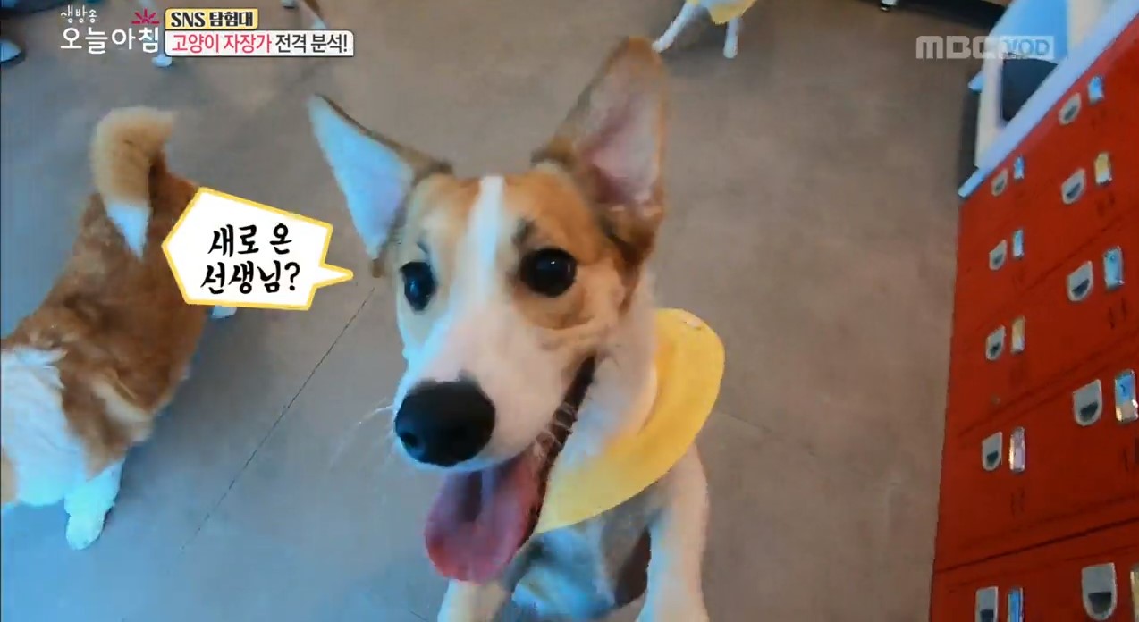 나나리펫하우스 대표 이미지